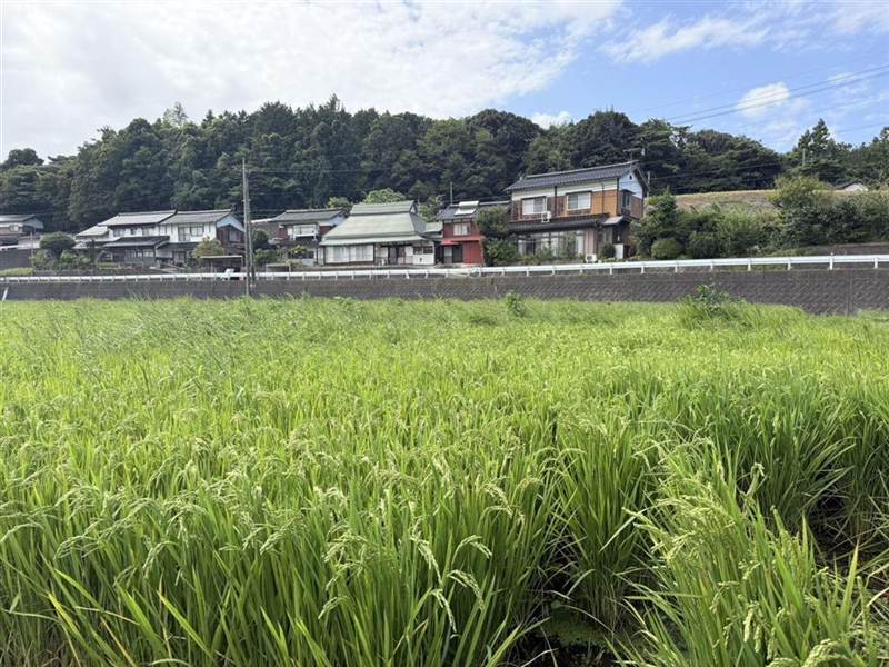 穂が実った田んぼ