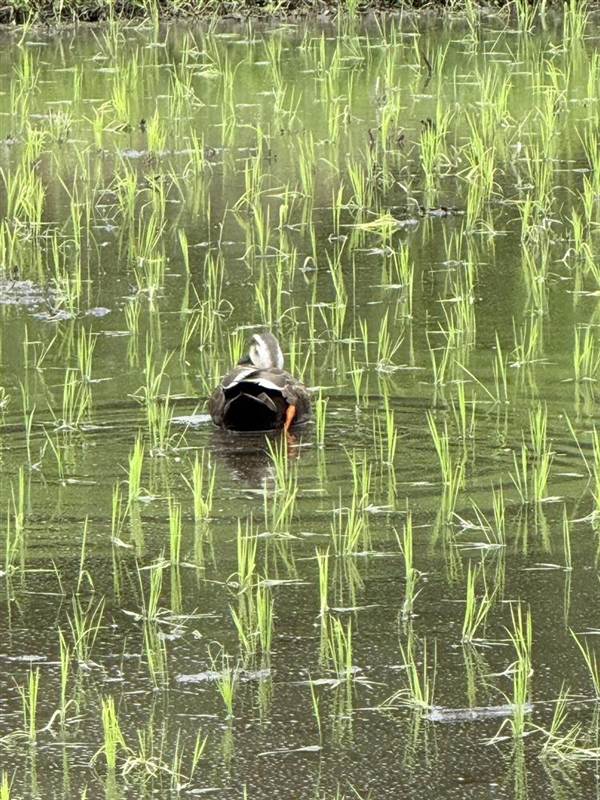 苗の植わった田んぼのあぜに立つカルガモ