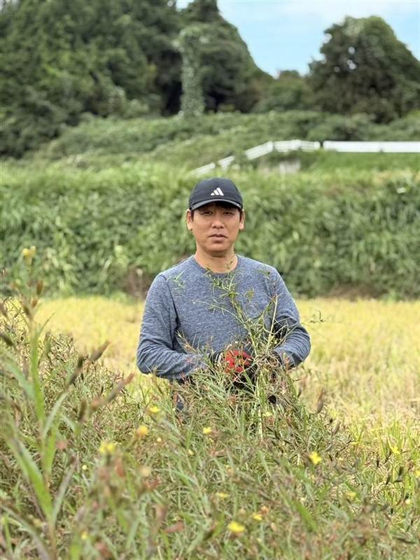 色づいた稲の中で、抜いた草を抱える男性