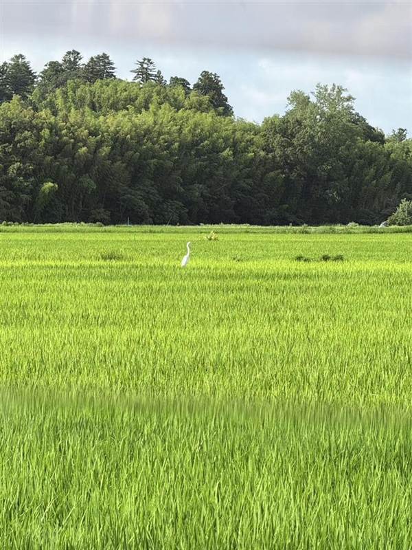 青々とした田んぼに立つ白い鷺