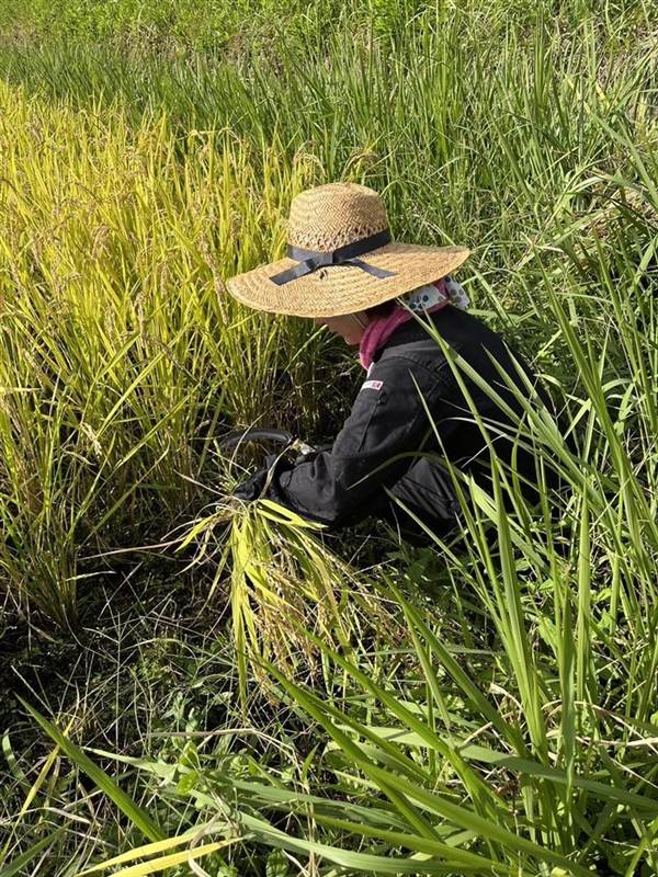 麦わら帽子で、稲を手で刈っているところ